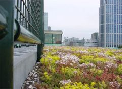 Daktuin te Rotterdam