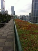 Mos-sedum