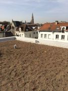 mos-sedum-himmosland-antwerpen
